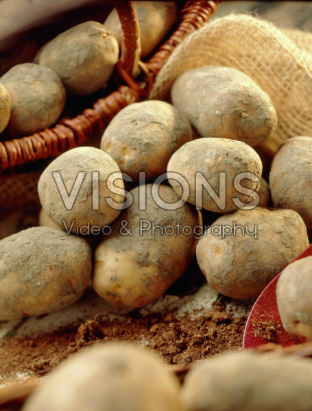 Solanum tuberosum Dore Solanum tuberosum Dore