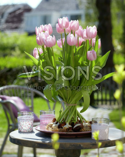 Tulipa Gabriella Tulipa Gabriella