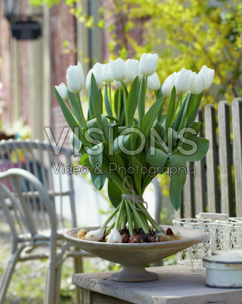 Tulipa Snowboard Tulipa Snowboard