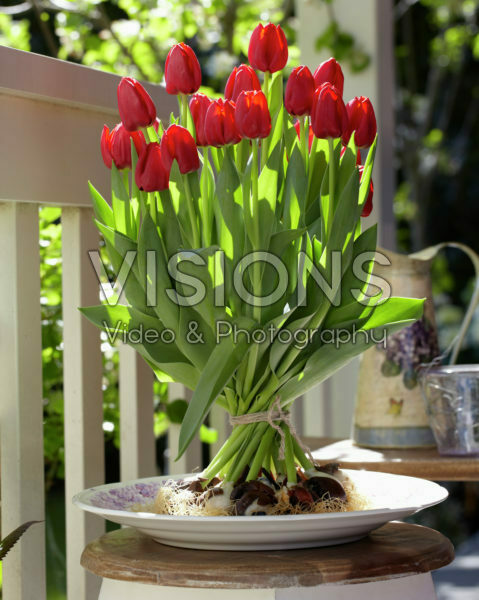 Tulipa Seadov Tulipa Seadov