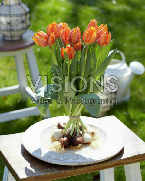 Tulipa Prinses Irene Tulipa Prinses Irene