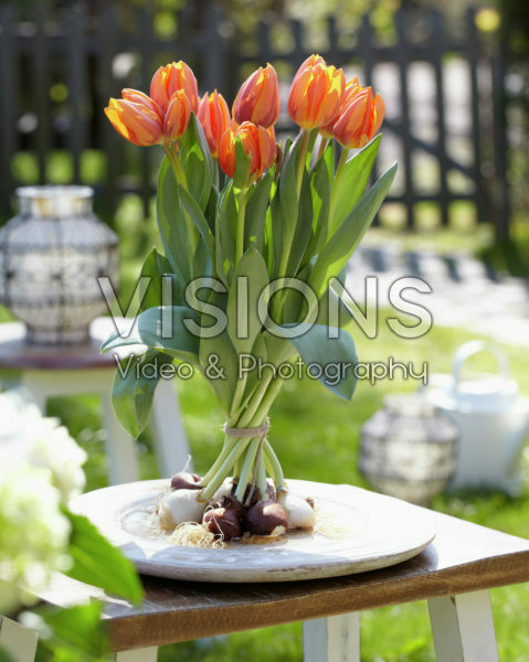 Tulipa Prinses Irene Tulipa Prinses Irene