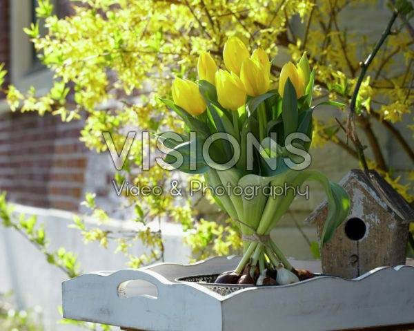 Tulipa Kikomachi Tulipa Kikomachi