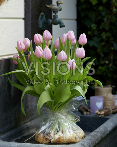 Tulipa Gabriella Tulipa Gabriella