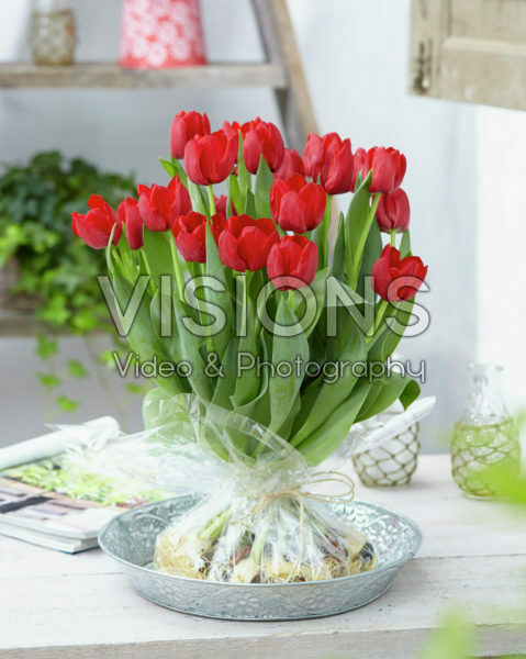Tulipa Seadov Tulipa Seadov