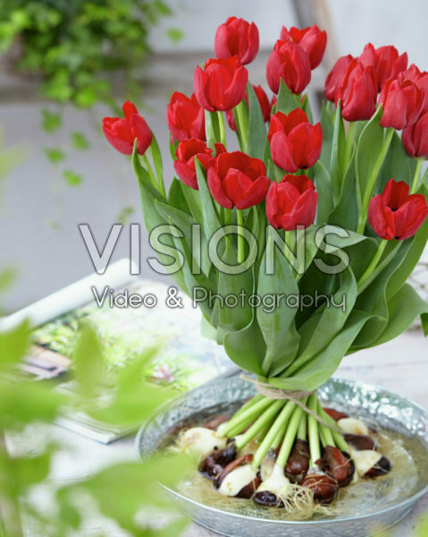 Tulipa Seadov Tulipa Seadov
