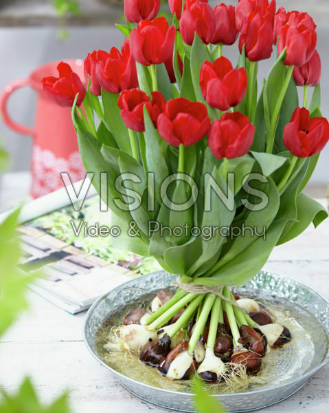 Tulipa Seadov Tulipa Seadov