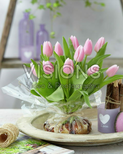 Tulipa Gabriella Tulipa Gabriella
