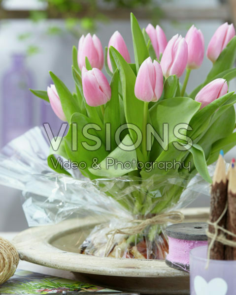 Tulipa Gabriella Tulipa Gabriella