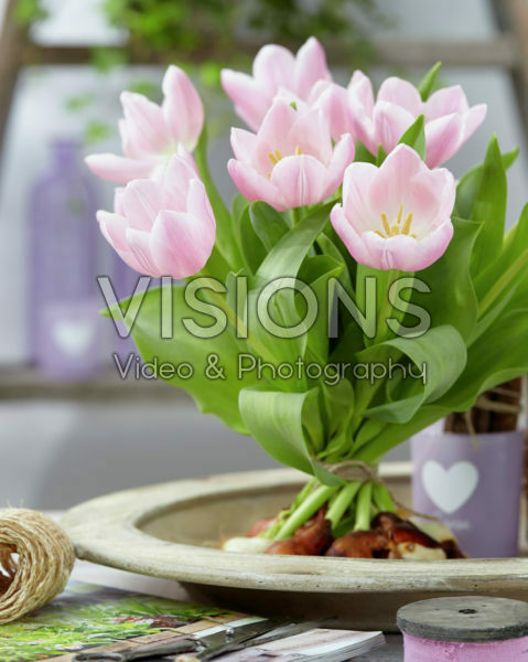 Tulipa Gabriella Tulipa Gabriella