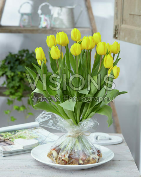 Tulipa Kikomachi Tulipa Kikomachi