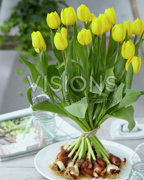 Tulipa Kikomachi Tulipa Kikomachi