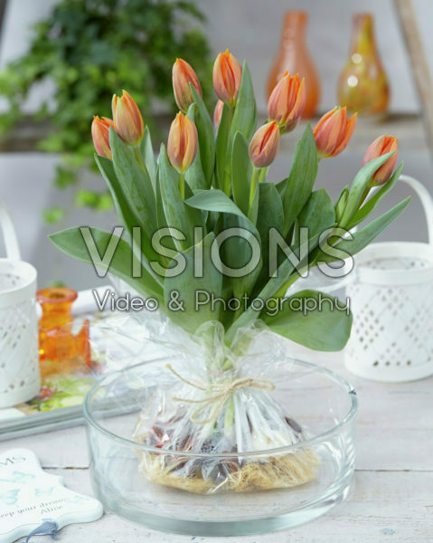 Tulipa Prinses Irene Tulipa Prinses Irene