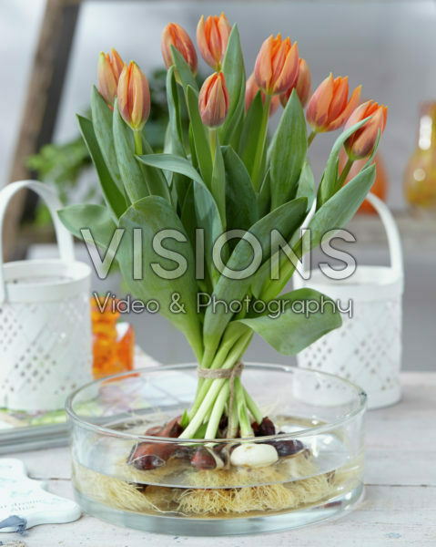 Tulipa Prinses Irene Tulipa Prinses Irene