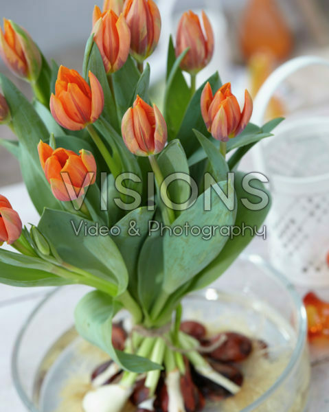 Tulipa Prinses Irene Tulipa Prinses Irene