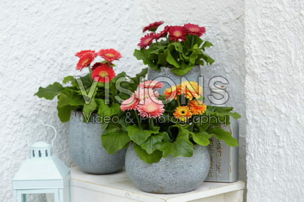 Gerbera Durora Outdoor ® collection