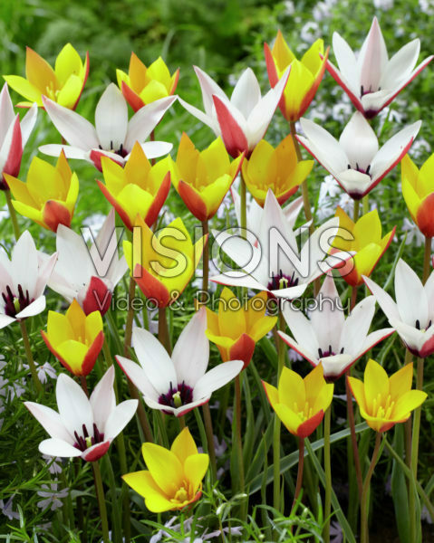Tulipa clusiana, Tulipa clusiana var. chrysantha Tubergen's Gem