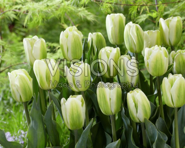 Tulipa Green Spirit