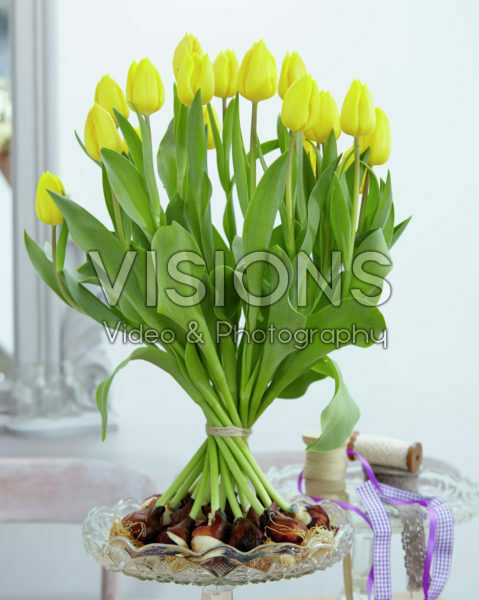 Tulipa Kikomachi Tulipa Kikomachi