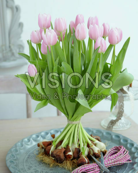 Tulipa Gabriella Tulipa Gabriella