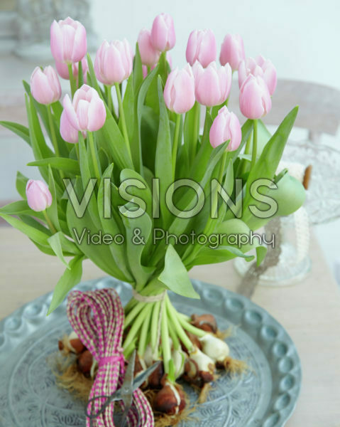 Tulipa Gabriella Tulipa Gabriella