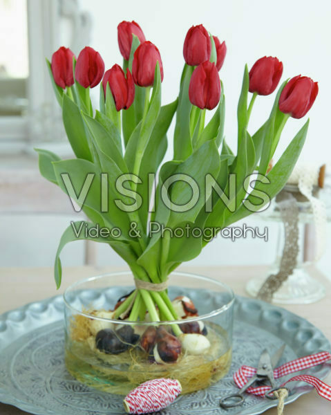 Tulipa Seadov Tulipa Seadov