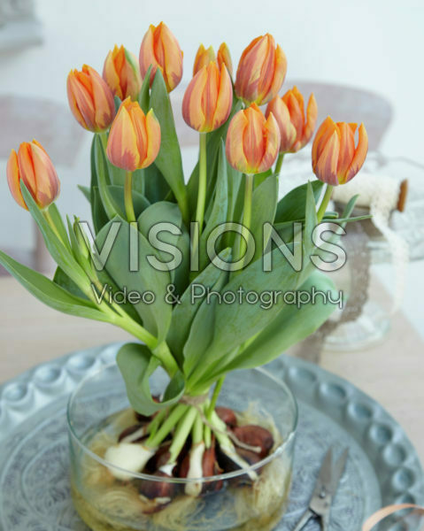 Tulipa Prinses Irene Tulipa Prinses Irene