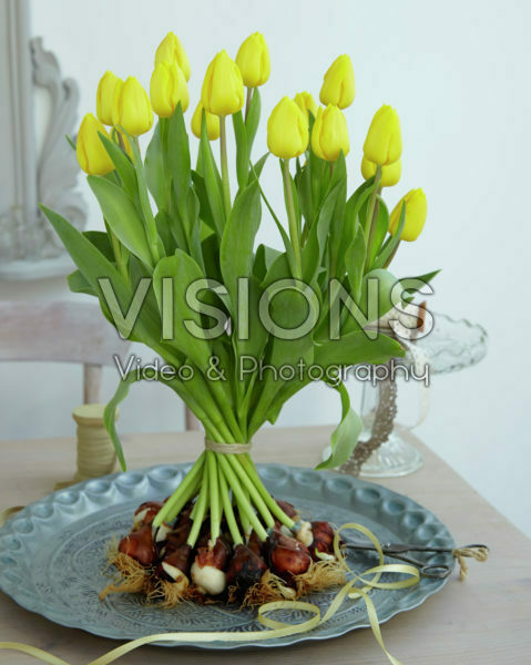 Tulipa Kikomachi Tulipa Kikomachi