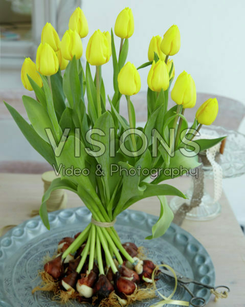 Tulipa Kikomachi Tulipa Kikomachi