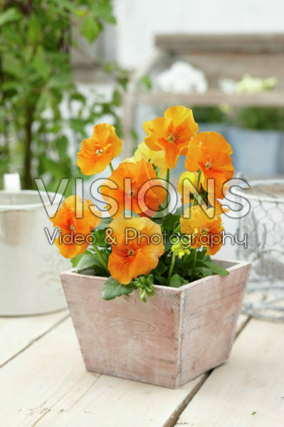 Tasty Viola™ F1 Orange Shades