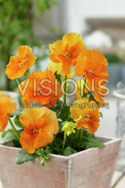 Tasty Viola™ F1 Orange Shades