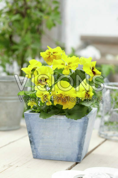 Tasty Viola™ F1 Yellow Shades