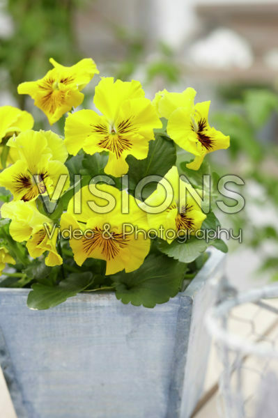 Tasty Viola™ F1 Yellow Shades