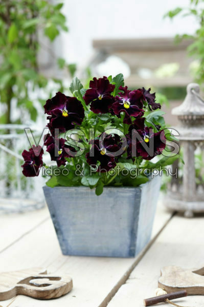 Tasty Viola™ F1 Violet Shades