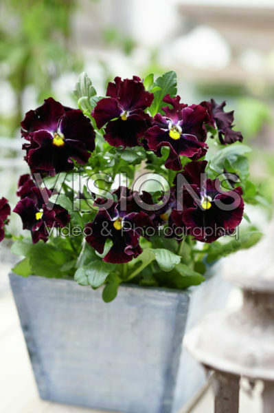 Tasty Viola™ F1 Violet Shades