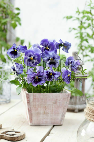 Tasty Viola™ F1 Sky Blue Shades