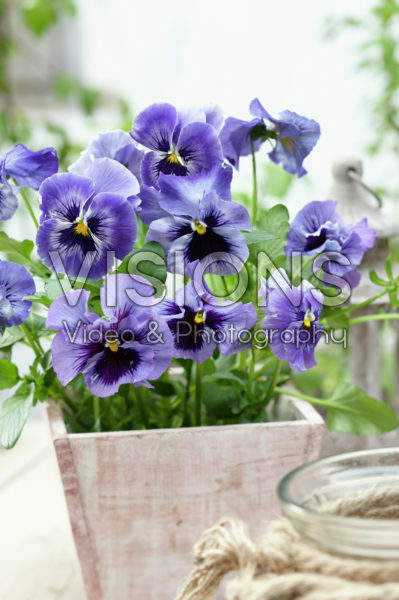 Tasty Viola™ F1 Sky Blue Shades