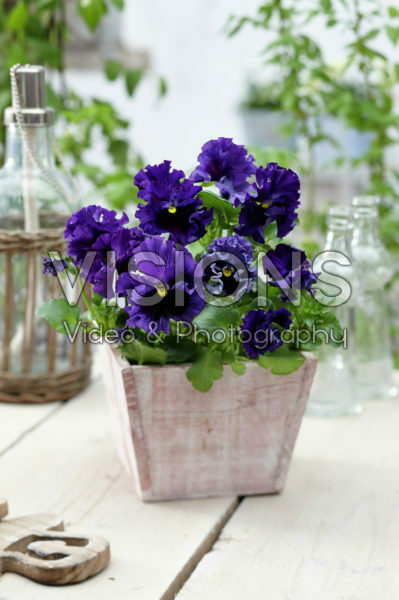 Tasty Viola™ F1 Blue Shades