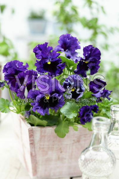 Tasty Viola™ F1 Blue Shades