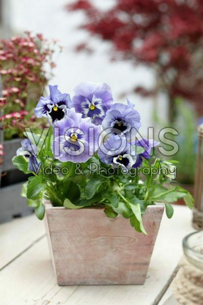 Tasty Viola™ F1 Light Blue Shades