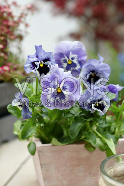 Tasty Viola™ F1 Light Blue Shades