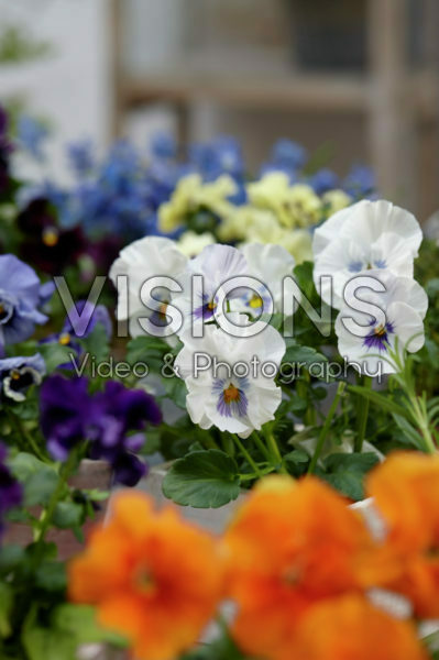 Tasty Viola™ F1 Shades gemengd