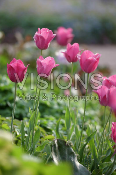 Tulipa roze