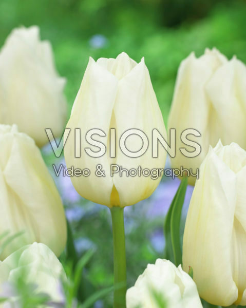 Tulipa Agrass White