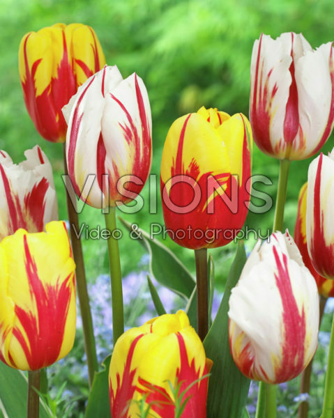 Tulipa Happy Generation, Holland Queen