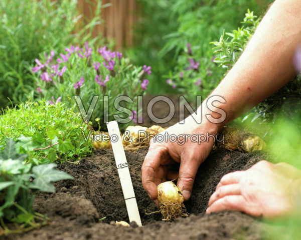 Zomerbollen planten, Lilium