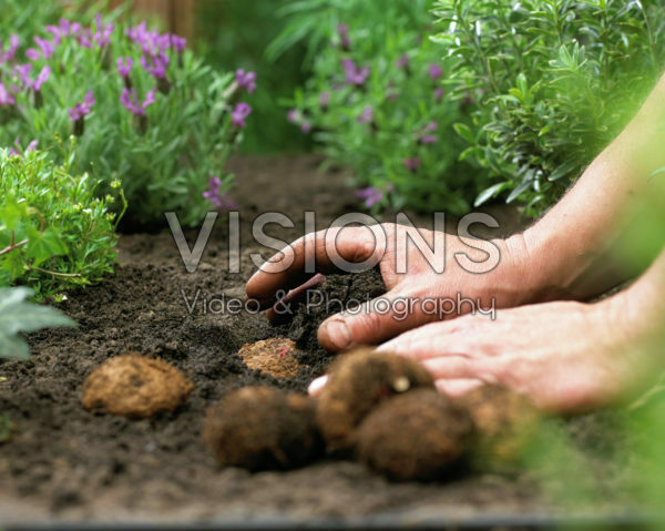 Planting summer bulbs, Begonia