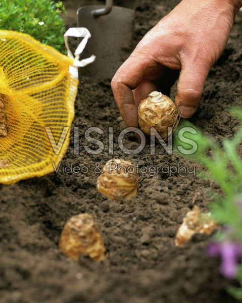 Planting summer bulbs, Eucomis bicolor