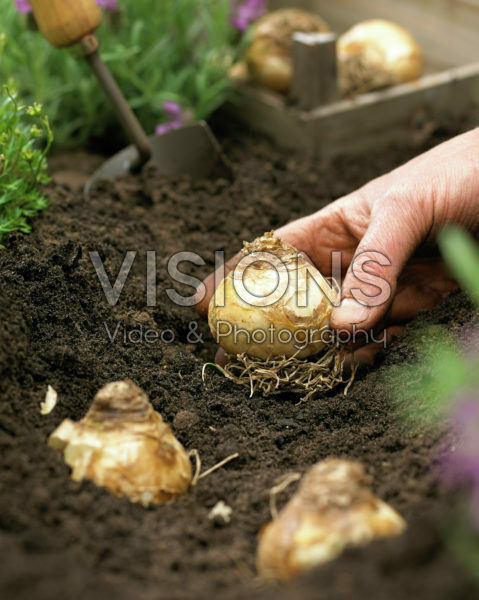 Zomerbollen planten, Ornithogalum saundersiae