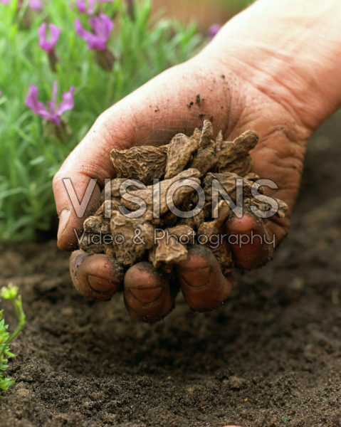 Planting summer bulbs, Anemone coronaria De Caen